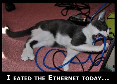 29157-lol-cats-eating-ethernet.jpg